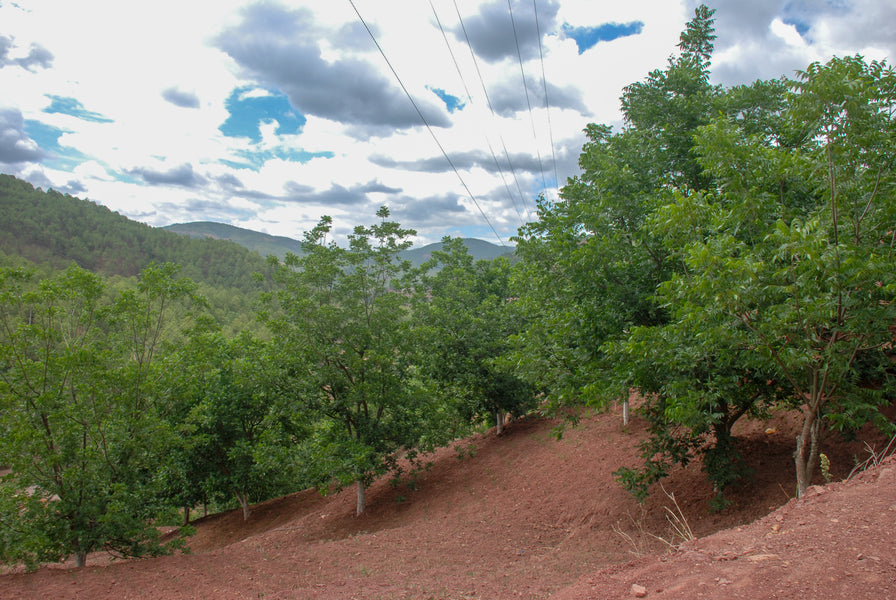Cultivo y producción de nueces pecán en China - expansión y desafíos