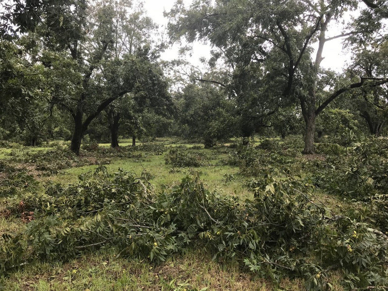 Análisis del impacto del huracán Michael en la industria pecanera del estado de Georgia, EE. UU.