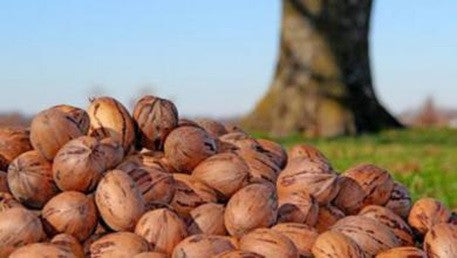 Los especialistas de Nuevo México ven un futuro brillante para los productores de nuez pecán