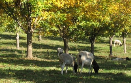 Producción de NUECES PECÁN Y GANADERÍA en simultáneo - parte 2